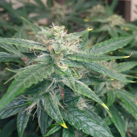Tutankhamon growlog timeline photo