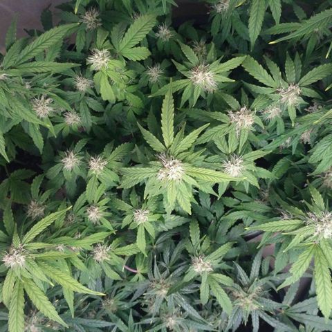 AK 47 Auto growlog timeline photo