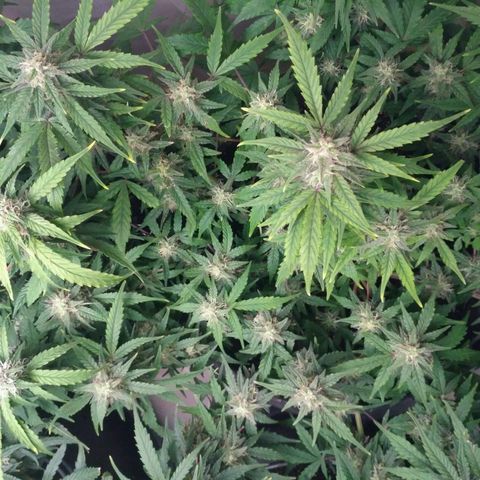 LSD growlog timeline photo