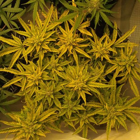 Satori growlog timeline photo