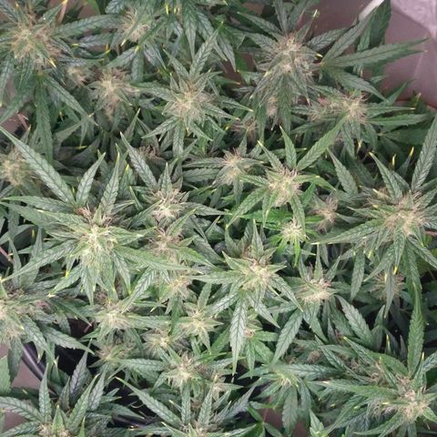 Tutankhamon growlog timeline photo