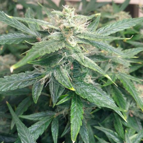 Tutankhamon growlog timeline photo
