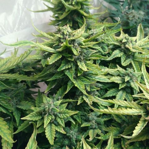 Satori growlog timeline photo