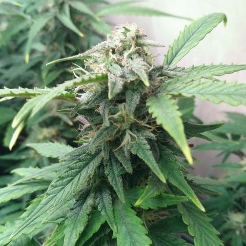 LSD growlog timeline photo