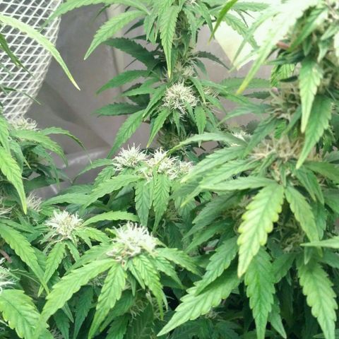 AK 47 Auto growlog timeline photo