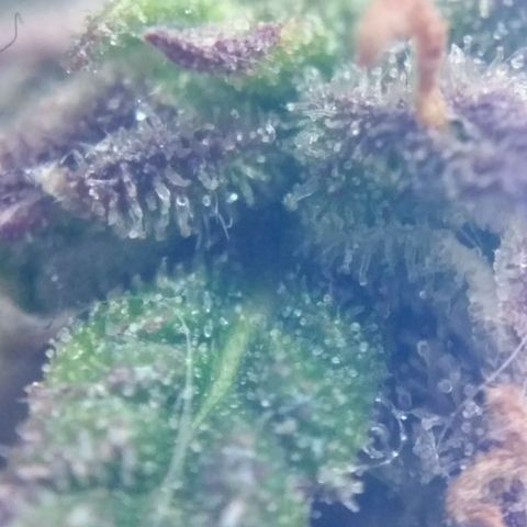 LSD growlog timeline photo
