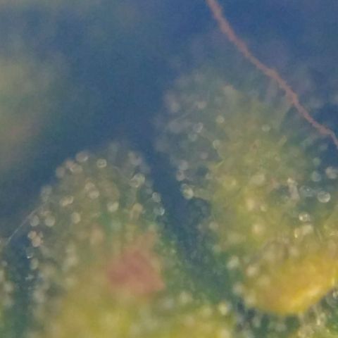 Satori growlog timeline photo