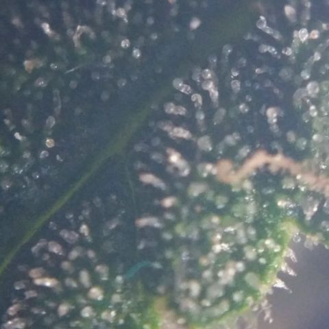 Tutankhamon growlog timeline photo
