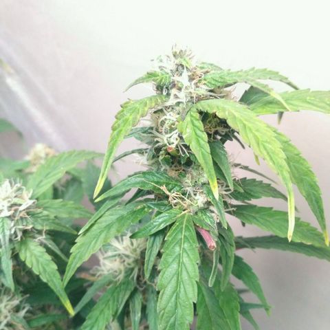 AK 47 Auto growlog timeline photo