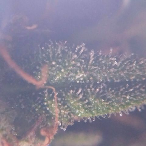 LSD growlog timeline photo