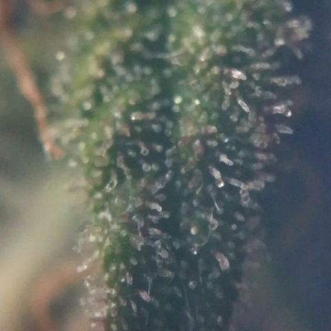 LSD growlog timeline photo