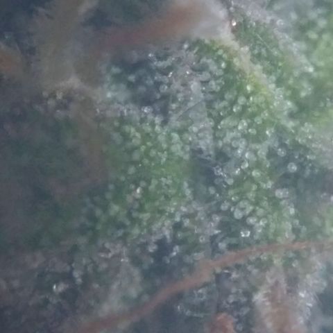 LSD growlog timeline photo