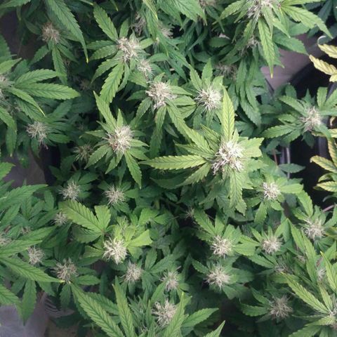 AK 47 Auto growlog timeline photo