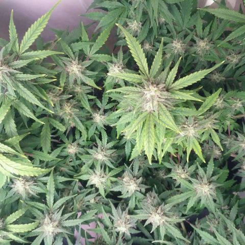 LSD growlog timeline photo