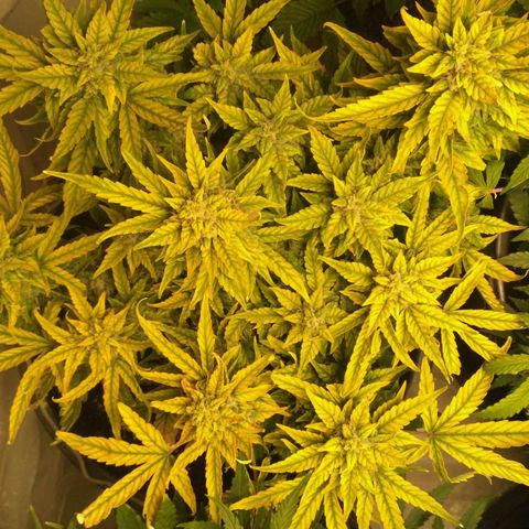 Satori growlog timeline photo