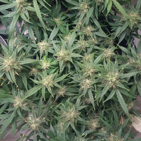 Tutankhamon growlog timeline photo