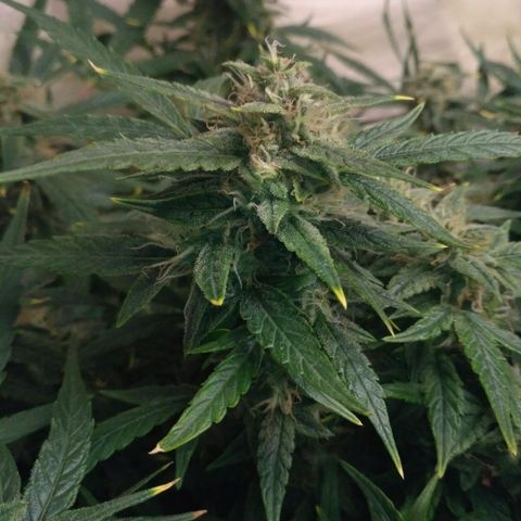 Tutankhamon growlog timeline photo