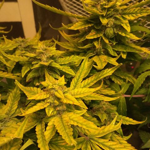 Satori growlog timeline photo