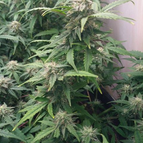 LSD growlog timeline photo