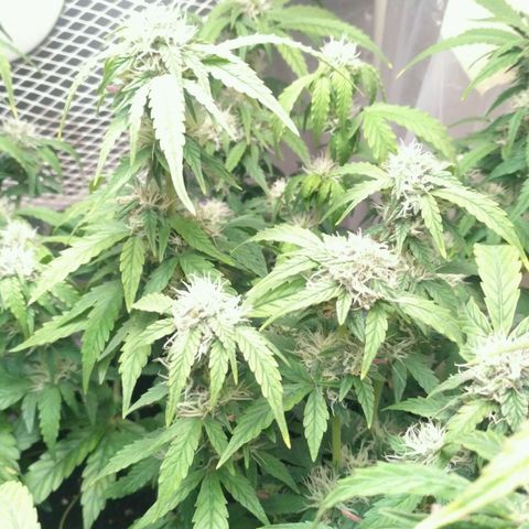 AK 47 Auto growlog timeline photo