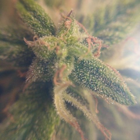 Tutankhamon growlog timeline photo