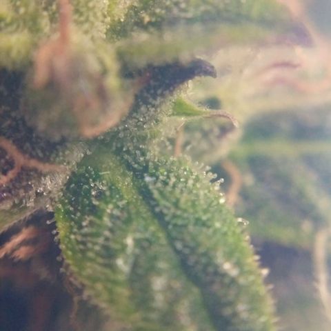 Tutankhamon growlog timeline photo