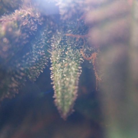 LSD growlog timeline photo