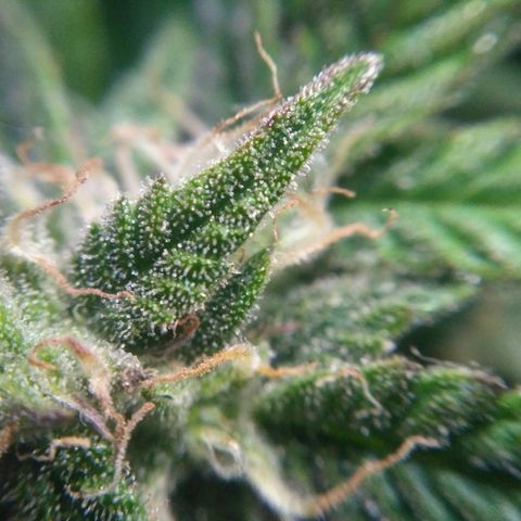LSD growlog timeline photo