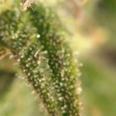 LSD growlog timeline photo