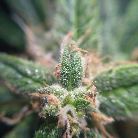Tutankhamon growlog timeline photo