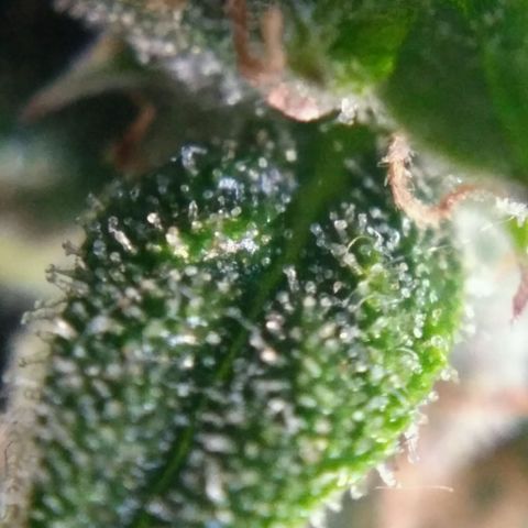 Tutankhamon growlog timeline photo