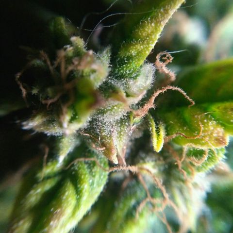 Satori growlog timeline photo