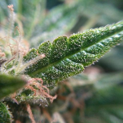 Tutankhamon growlog timeline photo