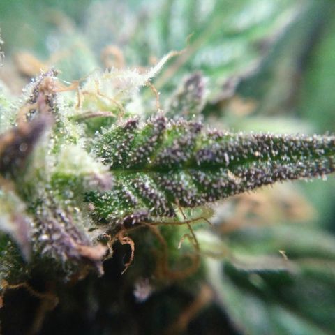LSD growlog timeline photo