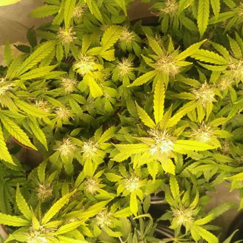 AK 47 Auto growlog timeline photo