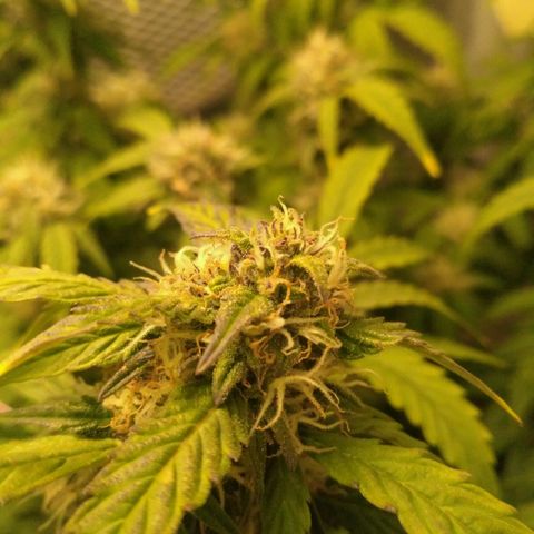 AK 47 Auto growlog timeline photo