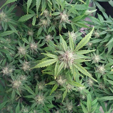 LSD growlog timeline photo
