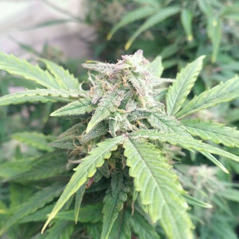 LSD growlog timeline photo