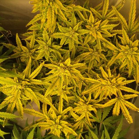 Satori growlog timeline photo