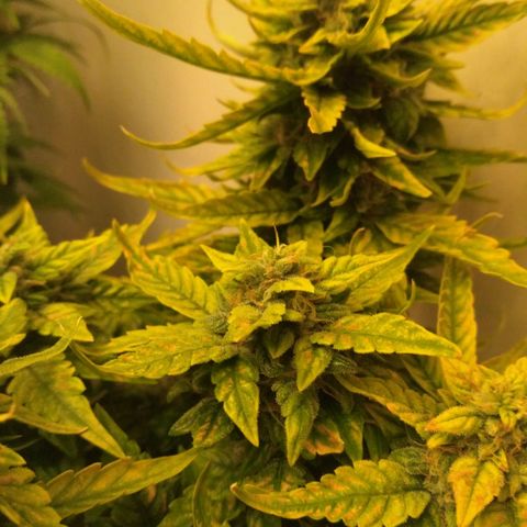 Satori growlog timeline photo