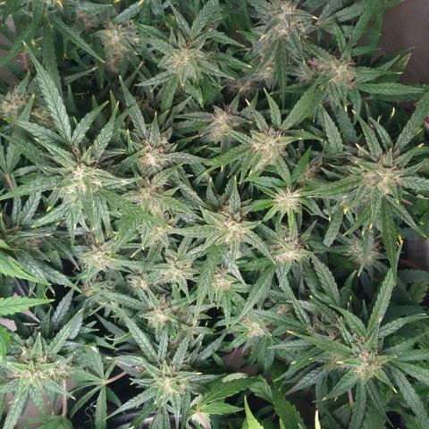 Tutankhamon growlog timeline photo