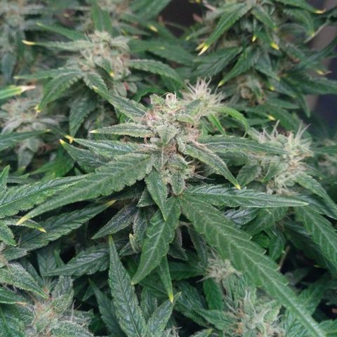 Tutankhamon growlog timeline photo