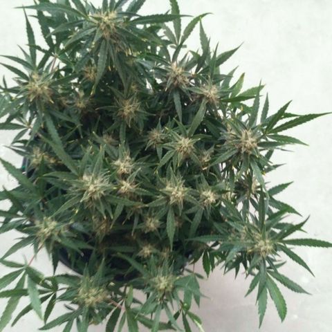 Tutankhamon growlog timeline photo