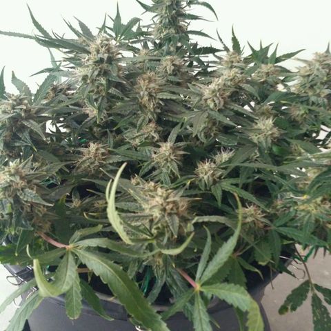Tutankhamon growlog timeline photo