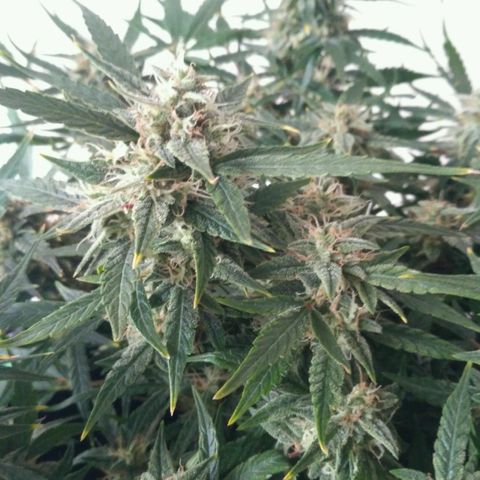 Tutankhamon growlog timeline photo