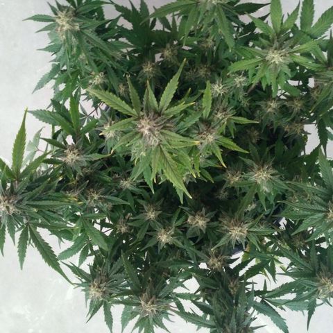 LSD growlog timeline photo