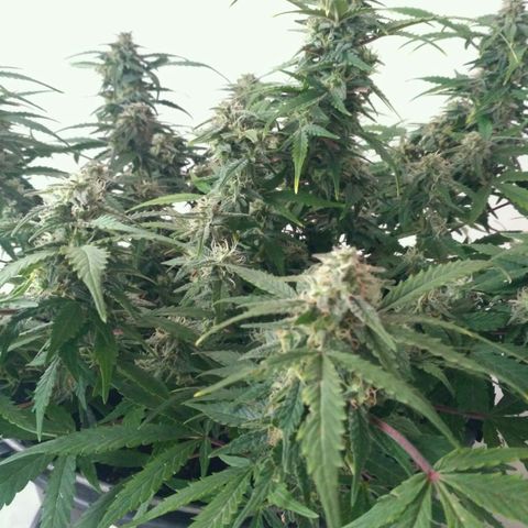 LSD growlog timeline photo
