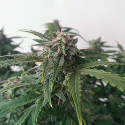 LSD growlog timeline photo