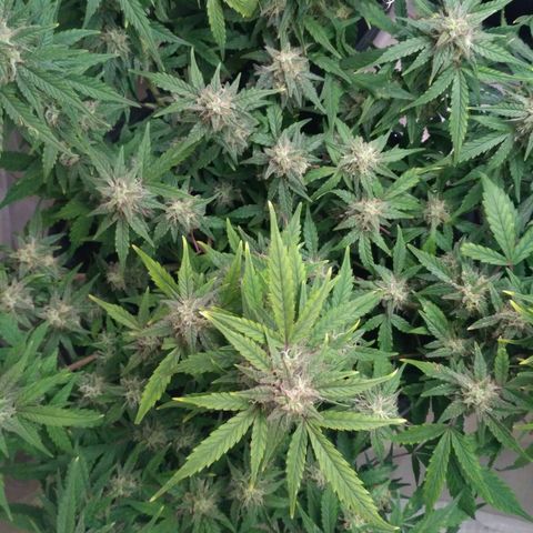 LSD growlog timeline photo