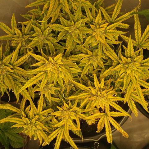 Satori growlog timeline photo